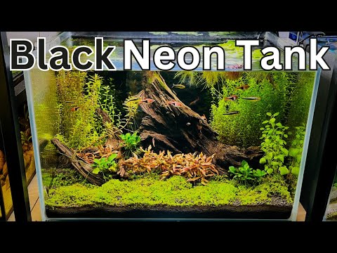 AMAZING Black Neon Tetra Tank! Step by Step aquascape tutorial!