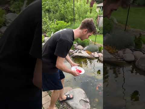 Feeding koi fish Watermelon 🍉