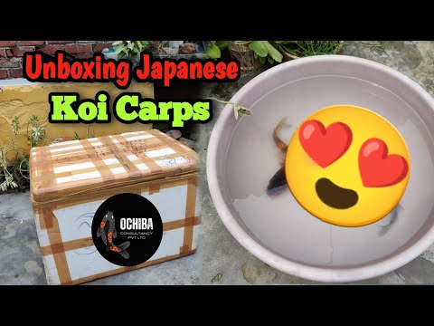 Finnally Japanese koi carp Received 😍💯 |  Unboxing • Size • Discount 😱