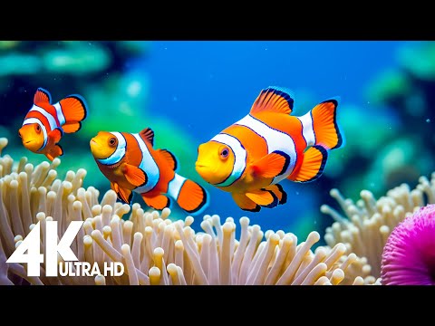 Aquarium 4K VIDEO (ULTRA HD) 🐠 Beautiful Relaxing Coral Reef Fish – Relaxing Sleep Meditation Music