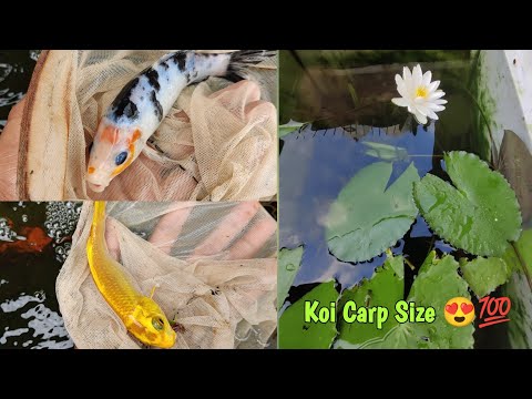 Japanese koi carp fish Size And Tank update 😍💯