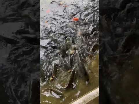 Feeding The Koi Fish @Trang An (Ninh Bình, Việt Nam) #vietnam #ninhbinh #koifish #travel