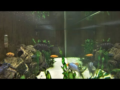 Live Aquarium | Cichlid Cam