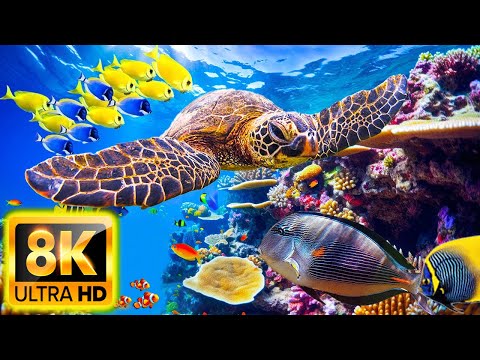 Aquarium 8K VIDEO ULTRA HD – Beautiful Coral Reef Fish – Sleep Relaxing Meditation Music – 8K Video