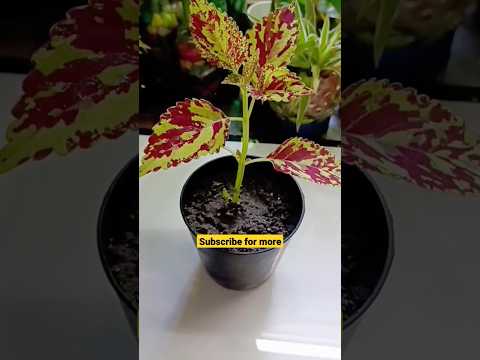 Coleus Plant from cuttings in water 🍀. #gardening #indoorplants #coleus #shorts #growth