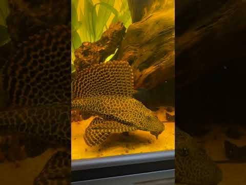 Pleco in tank #ytshorts #aquarium #aquascape