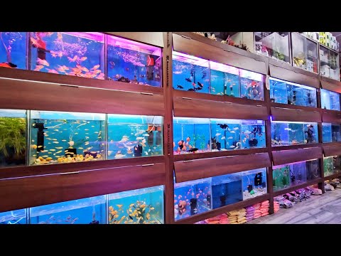 100 Plus Varieties Of Aquarium Fish | At Lovely Aquarium Fish Shop In Kalyan