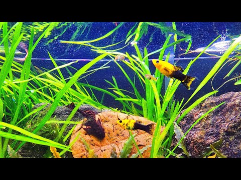 AQUARIUM Live Stream | Relaxing Fish Tank Water Sounds ~ No Music