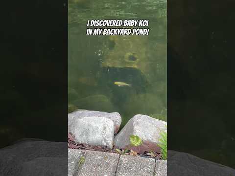 BABY KOI FISH FOUND IN BACKYARD POND