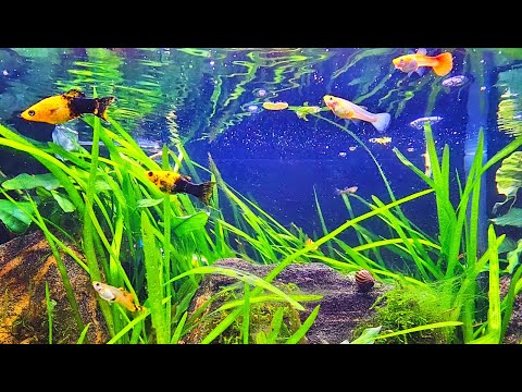 LIVE CAM AQUARIUM | Relaxing Community Fish Tank Water Sounds – ASMR for Sleep