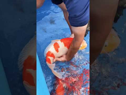 Bringing in his best Koi Fish! These are the best! 😍 #koi #koifish #japanesekoi #shorts