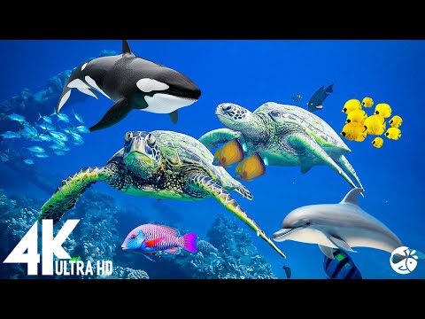 Aquarium 4K VIDEO (ULTRA HD) 🐠 Beautiful Relaxing Coral Reef Fish – Rare & Colorful Sea Life Video