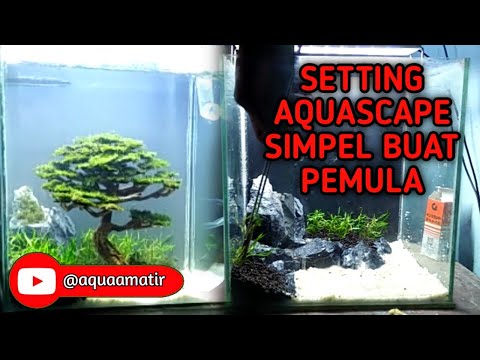 SETTING AQUASCAPE SIMPEL TAPI ELEGAN BUAT PEMULA ‼️ #aquascape