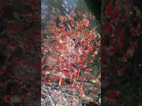 Feeding Thousands of Koi Fish 🤯 #koifish #koi #koipond #japanesekoi #pond