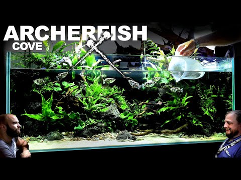 AMAZING 4ft Archerfish / Paludarium / Aquaterrarium / Aquarium: EPIC BUILD