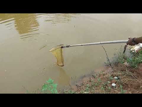 Fishing in Meghalaya, Pond fishing in Ribhoi district…..