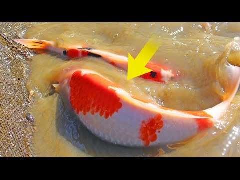 Why do Koi Grow so Quick in a Natural Mud Pond? (Nature Pond 🌱)