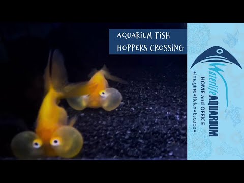 Current Aquarium Fish Hoppers Crossing | 8/9/23 | Waterlife Aquarium