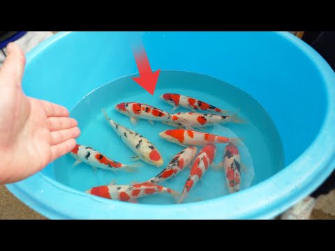 Sakai Fish Farm – Everything you need from their Famous Koi Fish