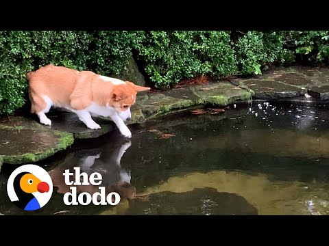 Corgi Is So Obsessed With Koi Pond That He Falls In | The Dodo