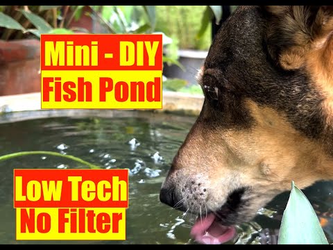Aquaponics Outdoor Fish Pond | Nature Aquarium Pond | Simple DIY Mini Pond | Mayur Dev Aquascaper