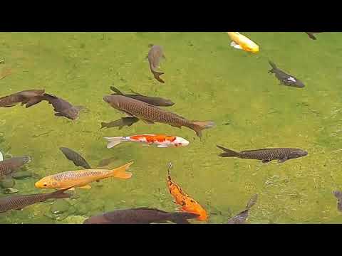 #its allabout koi fish beautiful #youtubevideos satisfying