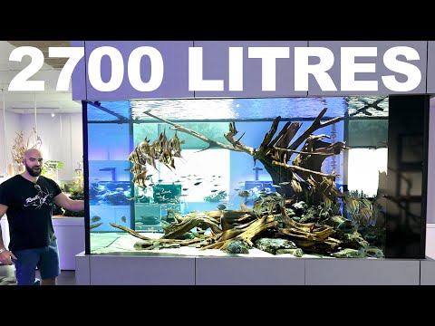 2700 litre / 700 gal Aquarium: AMAZING Hardscape Concept w/ STUNNING FISH!