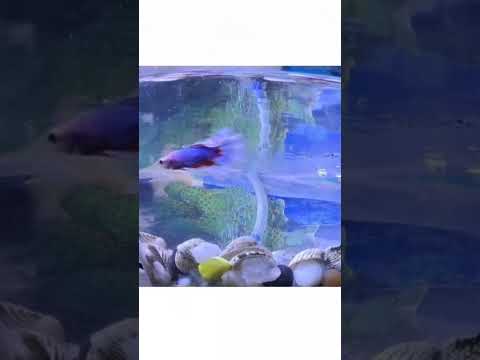 #shorts #youtubeshorts  #bettafish #fighter #fish #colourful fish #aquarium fish #mangalore