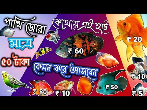 সস্তার রঙিন মাছের হাট HOOGHLY তে  Aquarium Fish update price Hooghly pet market Serampore pet market