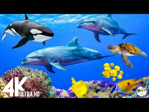Aquarium 4K VIDEO (ULTRA HD)🐠 Relaxing Oceanscapes – Sleep Meditation 4K UHD Screensaver