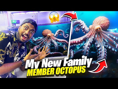 200000 Rs Marine Tank First Time In India Rare Octopus , Nimo Fish & Sea Cucumber 😱