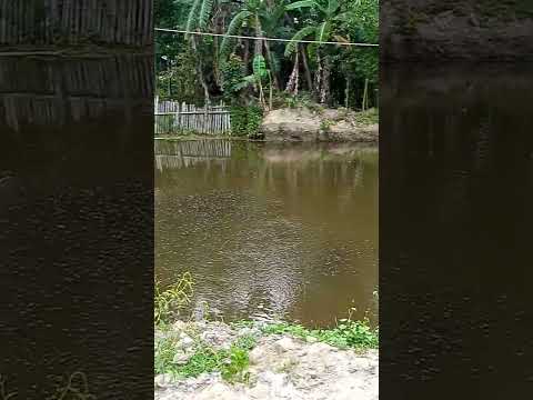 pond fish farming, omg😳😱#youtubeshorts #shorts