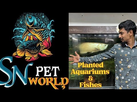 Aquariums fishes and planted aquarium shop in bangalore #aquarium #fish #youtube