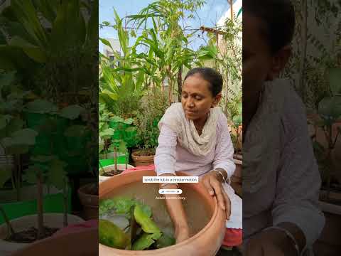 Cleaning🪷 Water Lily And Lotus Pot Tub|वाटर लिली और कमल के टब की सफाई करें|#ashasgardenstory#shorts