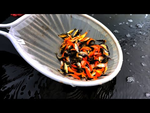 Unboxing 1000 Japanese Koi Fry – A new project