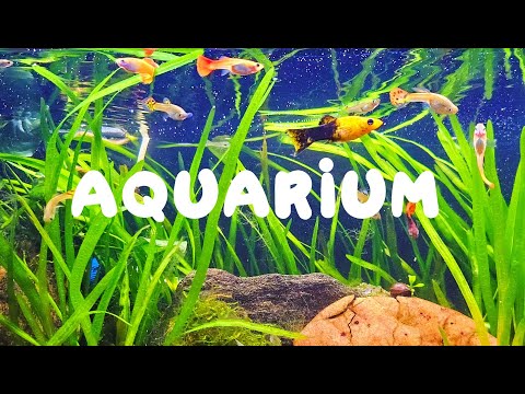 LIVE STREAM AQUARIUM | Community Fish Tank Water Sounds – ASMR for Sleep