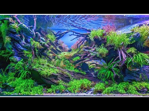 Iaplc Rank-375 | 2023 | The making of | Low budget Aquascape