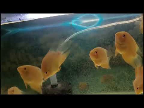 Unveiling the Hidden Beauty of  Fish in Aquariums | Aquarium Fish