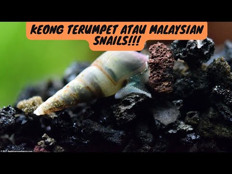 KEONG TERUMPET ATAU MALAYSIAN SNAILS !!! ( Keong hias Aquascape )