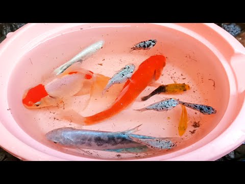 finding  ornamental fish koi fish Koki fish catfish betta fish Aligator Fish Videos