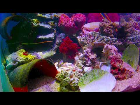 （4）#live #nemo #aquarium VIDEO HD.at this time.real life #fish#水族館#小丑魚 Marine fish tanks in the home