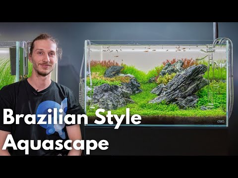 Finales Update vom Brazilian Style Aquascape!