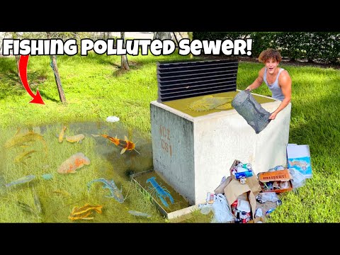 Saving AQUARIUM FISH From Polluted SEWER!