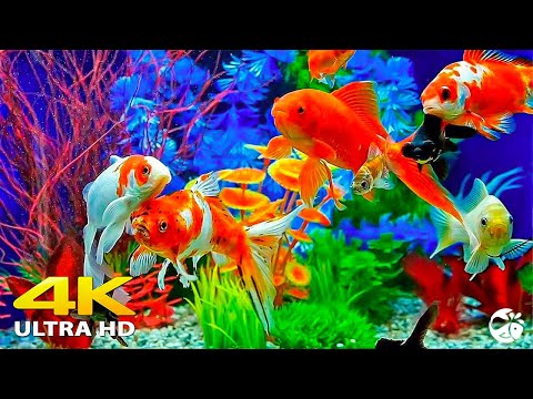 Aquarium 4K VIDEO (ULTRA HD) 🐠 Beautiful Relaxing Coral Reef Fish – Relaxing Sleep Meditation Music