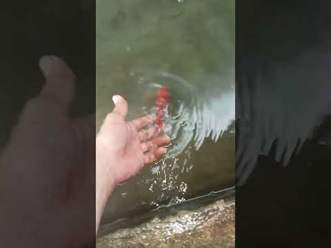 shibunkin gold fish to pond #fish #shortsvideo #goldfish please subscribe guys