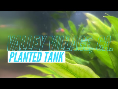 135 Gallon Live Planted Aquarium – Valley Village | CLEANING SESSIONS