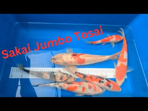 Over 100 new fish and a big announcement 😲😄 #japanesekoi #koifish #koi #koifarm