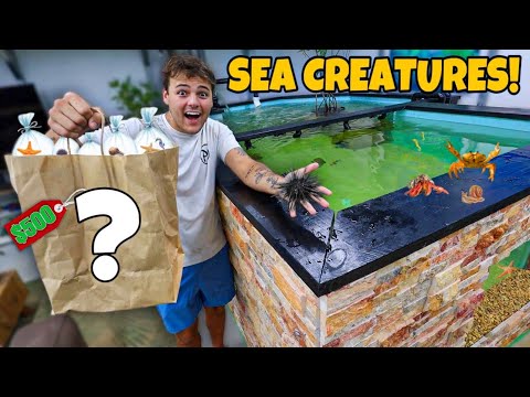 Buying SEA CREATURES for My SALTWATER POND!!