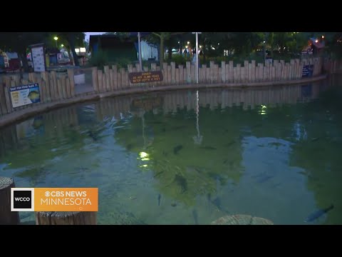 Minnesota DNR's Fish Pond at the State Fair: Its history and more