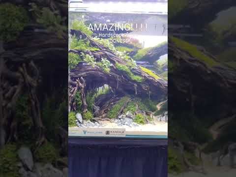 AMAZING AQUASCAPE INDONESIA JUNGLE STYLE